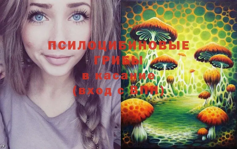 где можно купить   Новоульяновск  Псилоцибиновые грибы MAGIC MUSHROOMS 